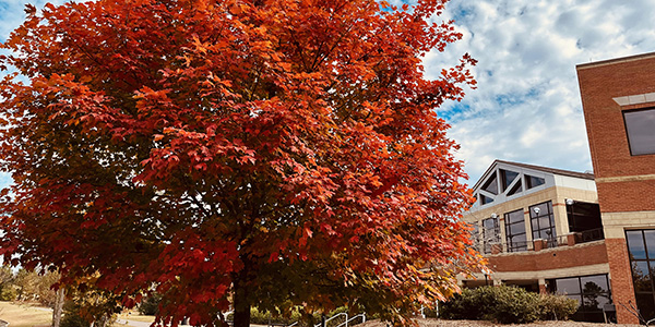 A large maple tree with bright orange and red autumn leaves in front of a brick campus building.